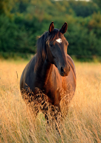 Schwalbenmelodie von Kostolany - in Schplitz am 4.September 2012, Foto: Beate Langels, Trakehner Gestt Hmelschenburg