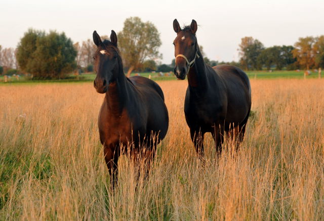 Zweijhrige Stuten in Schplitz am 4.September 2012, Foto: Beate Langels, Trakehner Gestt Hmelschenburg