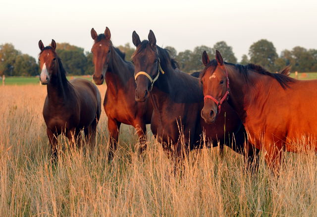 links: Schwalbenpoesie v. Alter Fritz - am 4.September 2012, Foto: Beate Langels, Trakehner Gestt Hmelschenburg