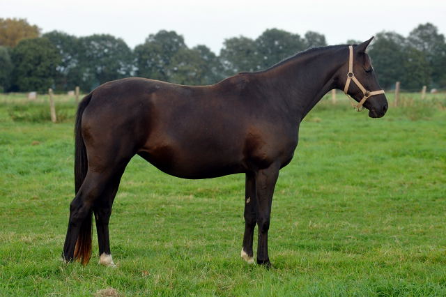 Schwalbensiegel von Kostolany - am 4.September 2012, Foto: Beate Langels, Trakehner Gestt Hmelschenburg