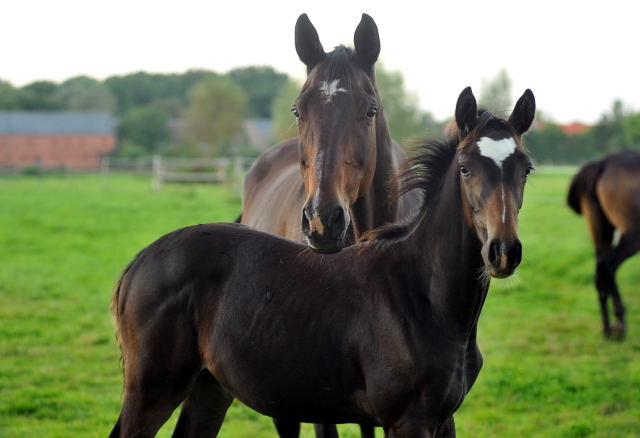 Elitestute Gloriette v. Kostolany mit ihrer Tochter von Freudenfest - am 4.September 2012, Foto: Beate Langels, Trakehner Gestt Hmelschenburg
