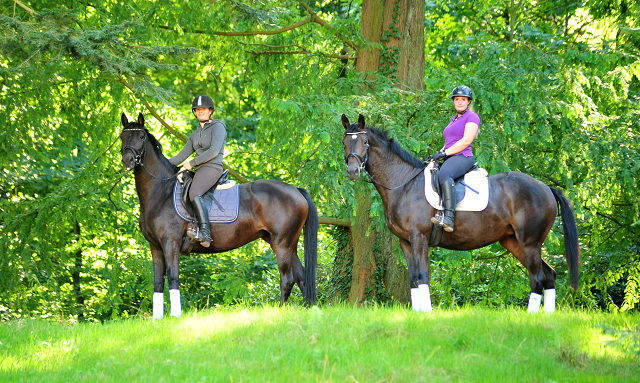 Dreijhrige Stute von De Niro x Totilas und Valentine v. High Motion - Foto: Beate Langels