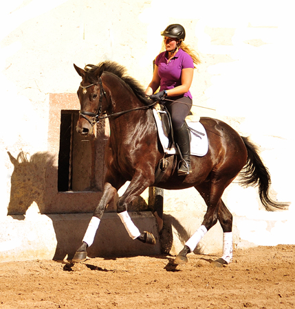 Zwei Tage alt: Valentine - Trakehner Stutfohlen von High Motion u.d. Elitestute Vicenza v. Showmaster - Foto: Beate Langels - Trakehner Gestt Hmelschenburg