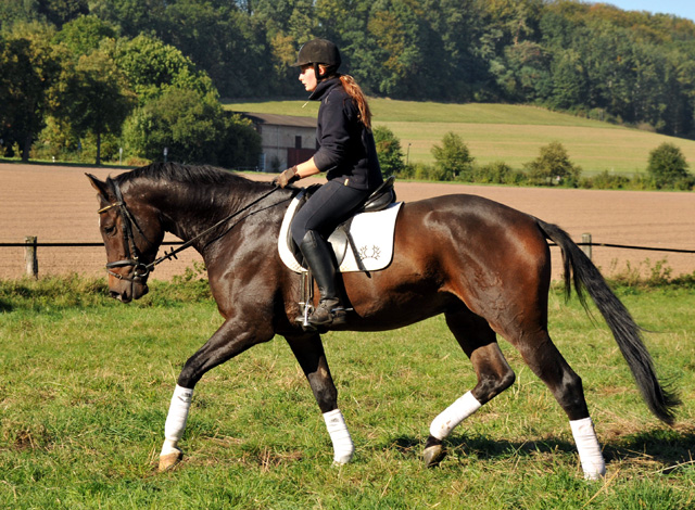 3jhriger Trakehner Wallach von Shavalou u.d. Kalidah Jamal v. Manhattan