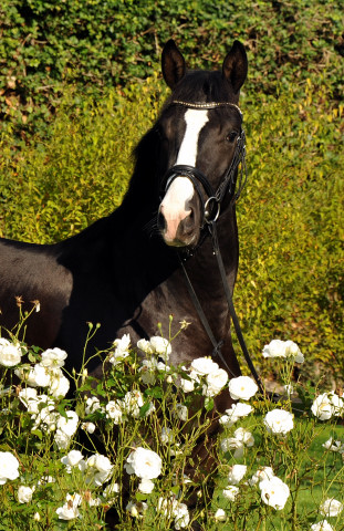 Greenwich Park - Zweijhriger Hengst von Saint Cyr - Foto: Beate Langels - Trakehner Gestt Hmelschenburg