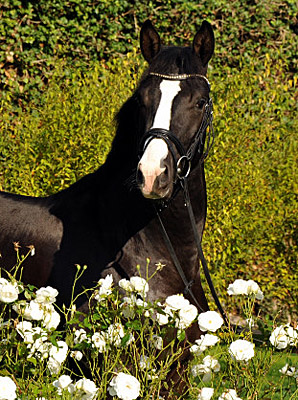 Trakehner Hengst von Saint Cyr x Alter Fritz x Kostolany, Foto: Beate Langels Gestüt Hämelschenburg