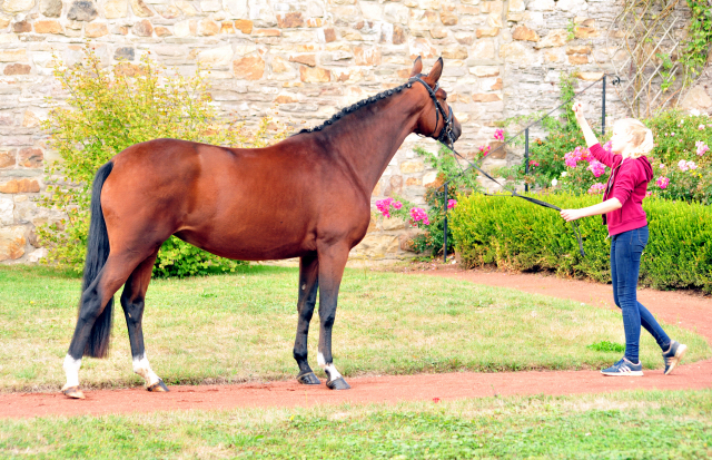 Prmienstute Karida v. Oliver Twist u.d. Prmien- u. Staatsprmienstute Karena - Foto: Beate Langels -
Trakehner Gestt Hmelschenburg