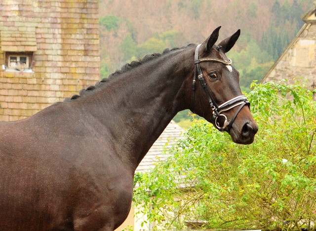 Valentine - Trakehner Stute von High Motion u.d. Elitestute Vicenza v. Showmaster - Foto: Beate Langels - Trakehner Gestt Hmelschenburg