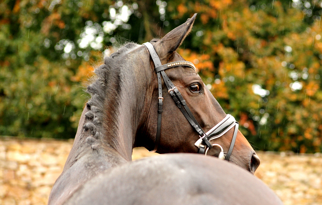 Valentine - Trakehner Stute von High Motion u.d. Elitestute Vicenza v. Showmaster - Foto: Beate Langels - Trakehner Gestt Hmelschenburg