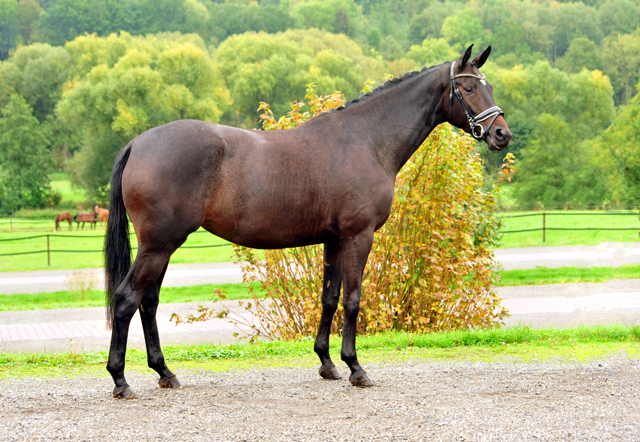 Valentine - Trakehner Stute von High Motion u.d. Elitestute Vicenza v. Showmaster - Foto: Beate Langels - Trakehner Gestt Hmelschenburg