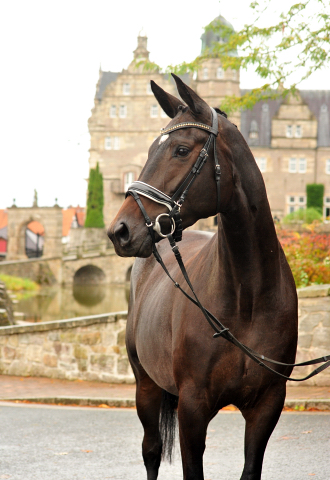 Valentine - Trakehner Stute von High Motion u.d. Elitestute Vicenza v. Showmaster - Foto: Beate Langels - Trakehner Gestt Hmelschenburg