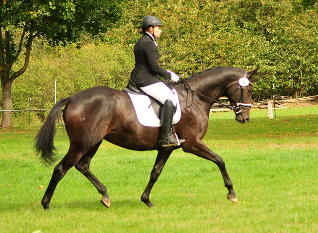 Valentine - Trakehner Stute von High Motion u.d. Elitestute Vicenza v. Showmaster - Foto: Beate Langels - Trakehner Gestt Hmelschenburg