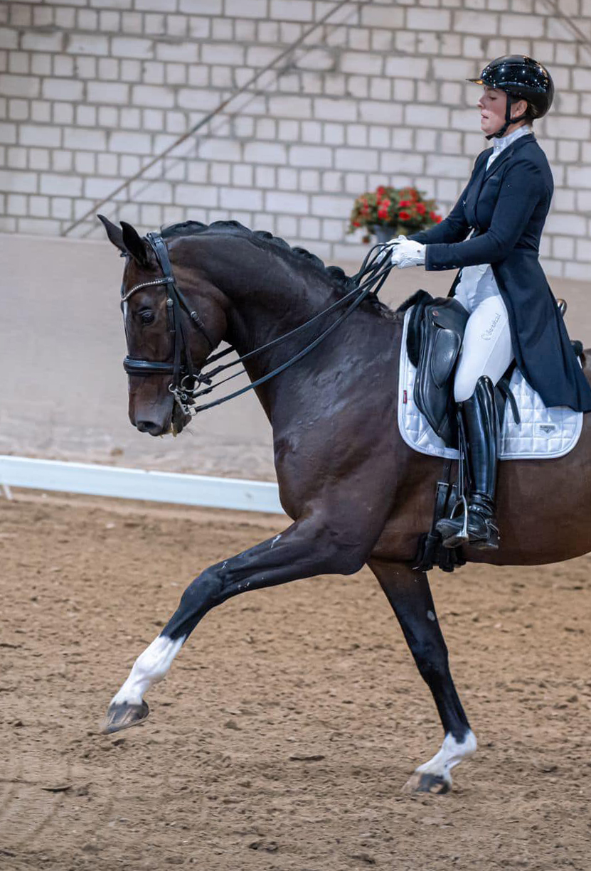 Trakehner Hengst von Exclusiv u.d. Vicenza v. Showmaster - Foto: Beate Langels, Trakehner Gestt Hmelschenburg