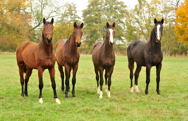 Jhrlingshengste im September 2018 - Trakehner Gestt Hmelschenburg - Foto: Beate Langels