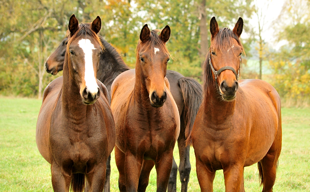 Jhrlingshengste im September 2018 - Trakehner Gestt Hmelschenburg - Foto: Beate Langels