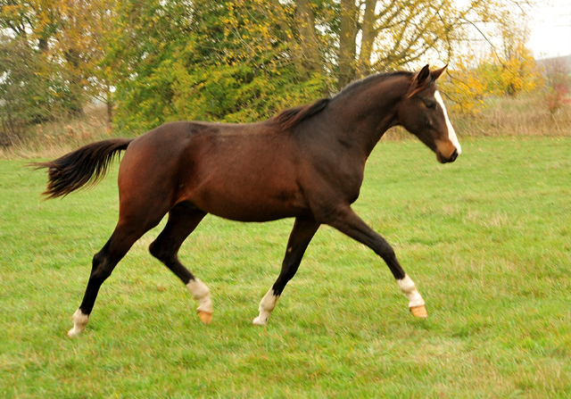 Jhrlingshengste im September 2018 - Trakehner Gestt Hmelschenburg - Foto: Beate Langels