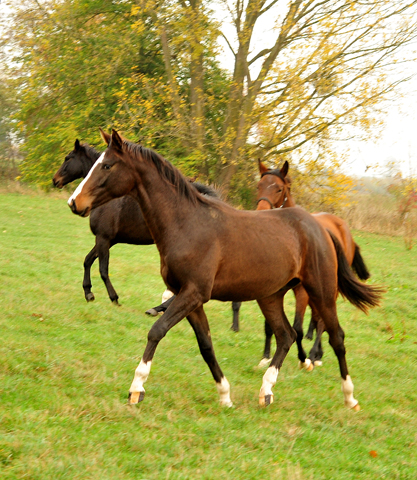 Jhrlingshengste im September 2018 - Trakehner Gestt Hmelschenburg - Foto: Beate Langels