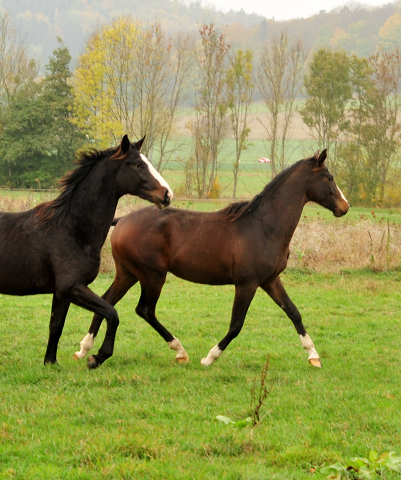 Jhrlingshengste im September 2018 - Trakehner Gestt Hmelschenburg - Foto: Beate Langels