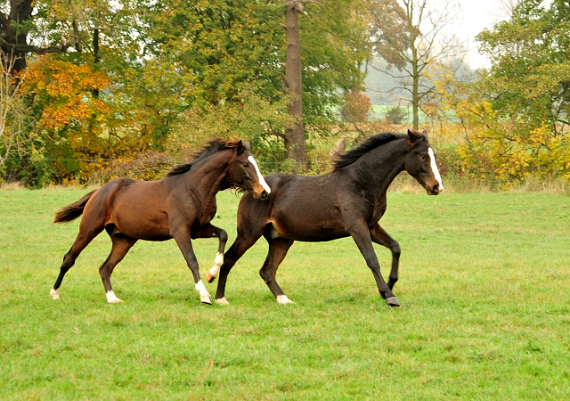 Jhrlingshengste im September 2018 - Trakehner Gestt Hmelschenburg - Foto: Beate Langels