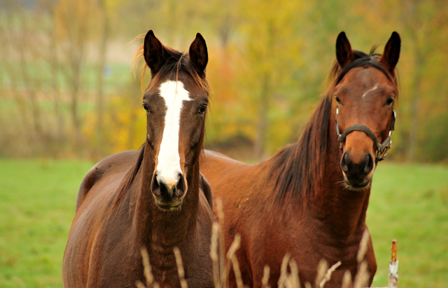 Jhrlingshengste im September 2018 - Trakehner Gestt Hmelschenburg - Foto: Beate Langels