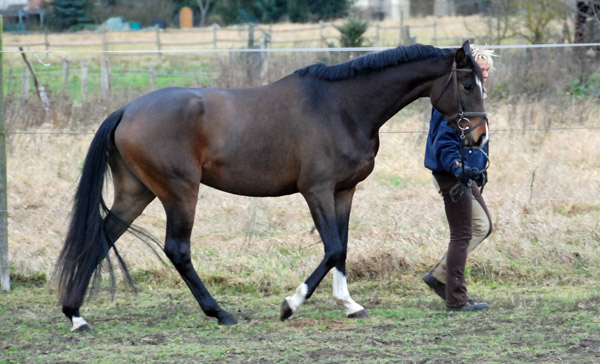 3-jhrige Trakehner Stute von Freudenfest u.d. Rominten v. Manrico, Foto: Ellen Hnoch