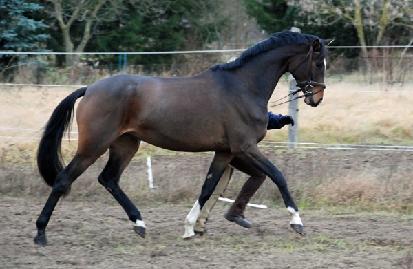 3-jhrige Trakehner Stute von Freudenfest u.d. Rominten v. Manrico, Foto: Ellen Hnoch