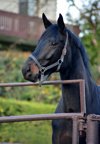 Vittoriano - 3jhriger Hengst v. Touch my Heart u.d. Pr.u.StPrSt. Vittoria v. Exclusiv - Trakehner Gestt Hmelschenburg - Beate Langels