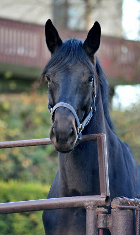 3jhriger Hengst v. Touch my Heart u.d. Pr.u.StPrSt. Vittoria v. Exclusiv - Trakehner Gestt Hmelschenburg - Beate Langels