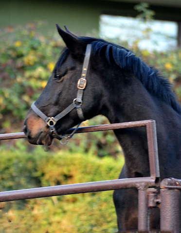 3jhriger Hengst v. Touch my Heart u.d. Pr.u.StPrSt. Vittoria v. Exclusiv - Trakehner Gestt Hmelschenburg - Beate Langels