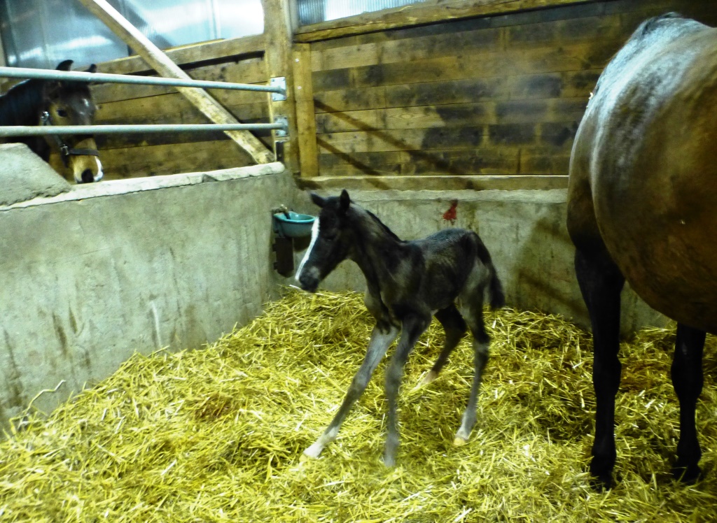 20. Mrz 2016 - Stutfohlen von Saint Cyr u.d. Henrica v. Cadeau - Foto: Dr. Pigisch