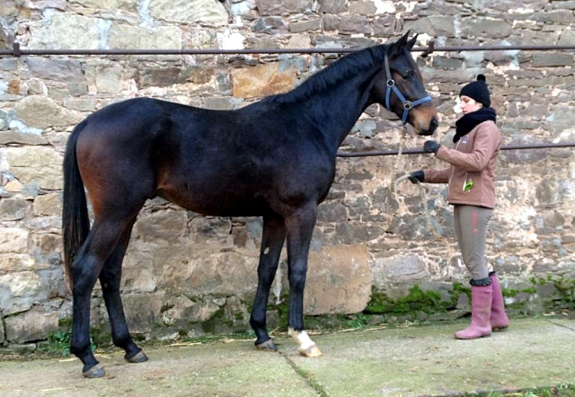 Stuten und Fohlen am 2. Januar 2015 auf der Feldweide in Hmelschenburg, Foto: Beate Langels, 
Trakehner Gestt Hmelschenburg - Beate Langels