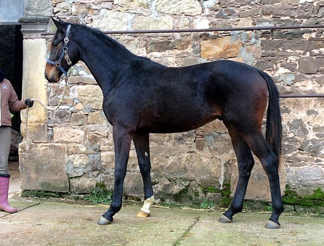 Stuten und Fohlen am 2. Januar 2015 auf der Feldweide in Hmelschenburg, Foto: Beate Langels, 
Trakehner Gestt Hmelschenburg - Beate Langels