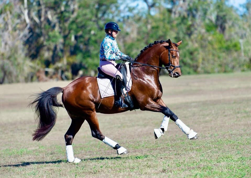 Trakehner Prmienhengst Klassic Motion von High Motion und Prmienstute Karida v. Oliver Twist - Freudenfest