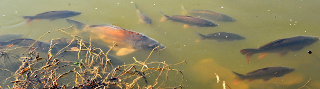 Die Karpfen im Schloteich - Trakehner Gestt Hmelschenburg