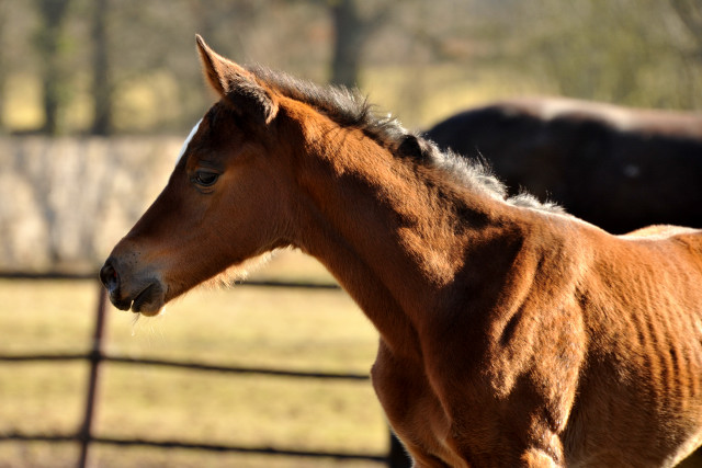 Stutfohlen von Oliver Twist u.d. Pr.u.StPrSt. Karena v. Freudenfest - Trakehner Gestt Hmelschenburg