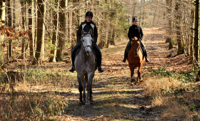 Rivergold v. Freudenfest und Tilly v. Leonidas - Trakehner Gestt Hmelschenburg