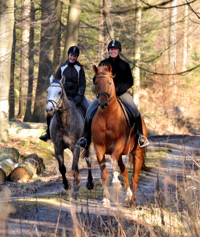 Rivergold v. Freudenfest und Tilly v. Leonidas - Trakehner Gestt Hmelschenburg