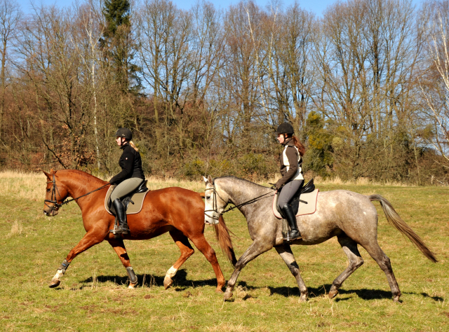 Rivergold v. Freudenfest und Tilly v. Leonidas - Trakehner Gestt Hmelschenburg