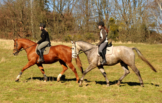 Rivergold v. Freudenfest und Tilly v. Leonidas - Trakehner Gestt Hmelschenburg