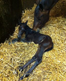 Gerade geboren: Hengstfohlen von Oliver Twist x Summertime x Kostolany x Tycoon