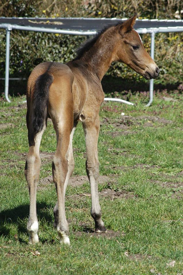 Hengst von Millenium u.d. Pr�mienstute Gardema� von Shavalou - Kostolany - Gest�t Sch�plitz - Bernhard Langels