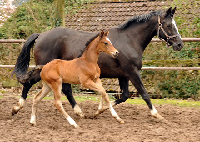 Stutfohlen von High Motion u.d. Greta Garbo v. Alter Fritz - 5. April 2016  im
Trakehner Gestt Hmelschenburg