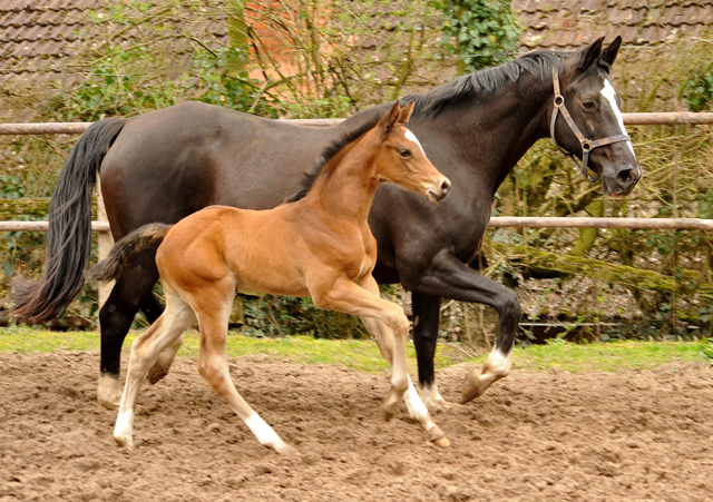 Stutfohlen von High Motion u.d. Greta Garbo v. Alter Fritz - 5. April 2016  im
Trakehner Gestt Hmelschenburg