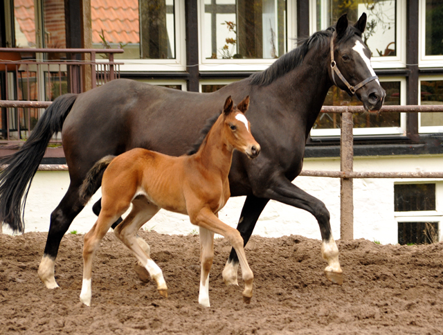 Stutfohlen von High Motion u.d. Greta Garbo v. Alter Fritz - 5. April 2016  im
Trakehner Gestt Hmelschenburg