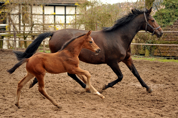 Hengstfohlen von High Motion u.d. Schwalbenlicht v. Imperio - 5. April 2016  im
Trakehner Gestt Hmelschenburg