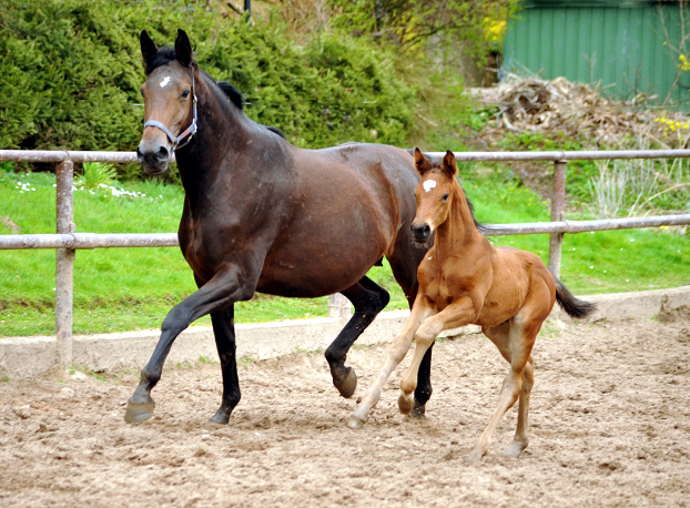 Hengstfohlen von High Motion u.d. Schwalbenlicht v. Imperio - 5. April 2016  im
Trakehner Gestt Hmelschenburg