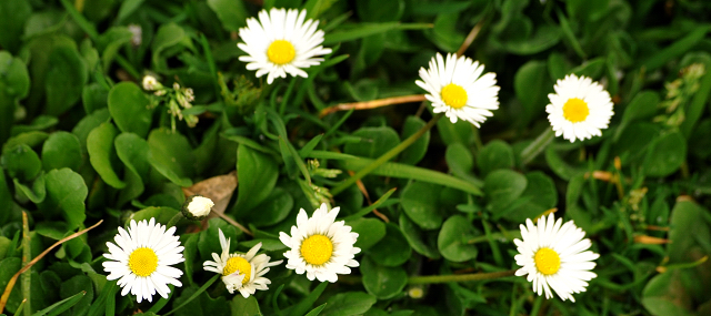 5. April 2016  im Trakehner Gestt Hmelschenburg