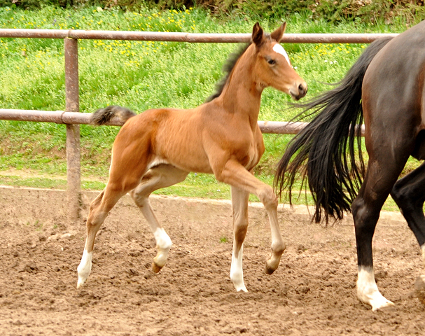 Stutfohlen von High Motion u.d. Greta Garbo v. Alter Fritz - 5. April 2016  im
Trakehner Gestt Hmelschenburg