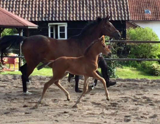 Hengstfohlen von High Motion u.d. Karida v. Oliver Twist - Foto: Beate Langels