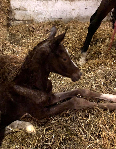 Stutfohlen von High Motion u.d. Pr.St. Karida v. Oliver Twist - Foto: Beate Langels - Trakehner Gestt Hmelschenburg